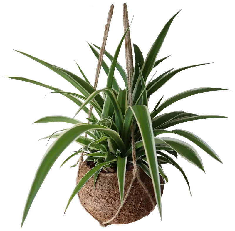 Only Plants